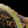 Athena Nutrients -  IPW - Image 5